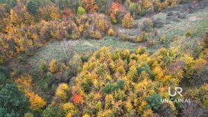 DJI_0750