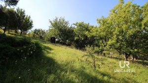 IMG_9594